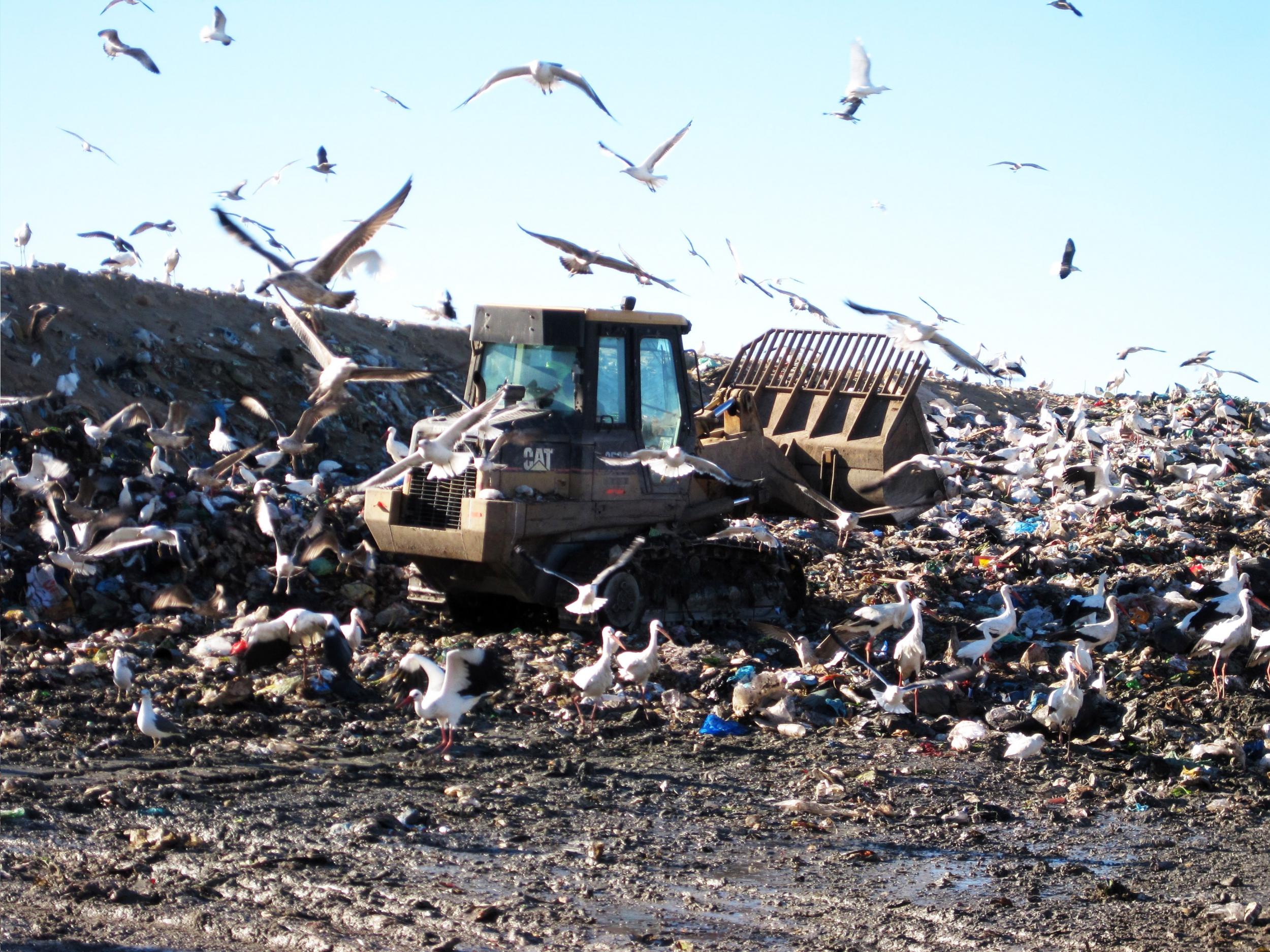 Storks give up migrating to binge on junk food in landfill sites | The  Independent | The Independent