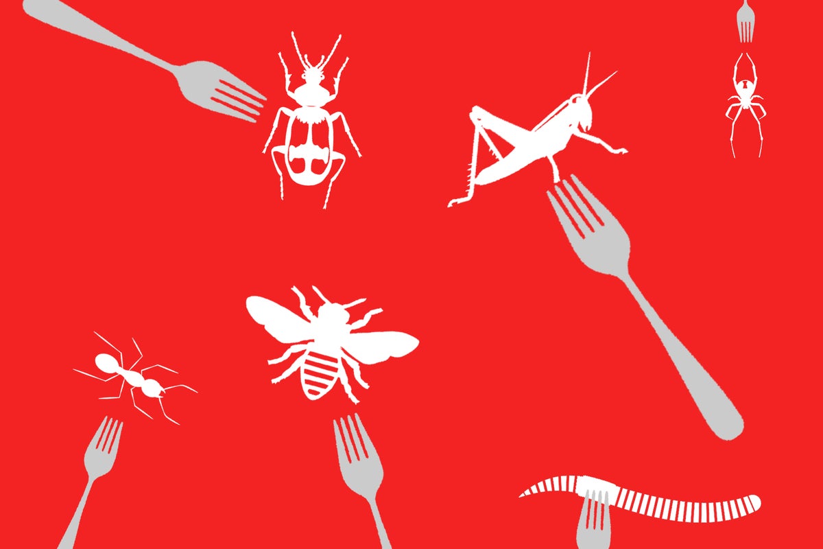 Why we should all start putting insects in our mouths | The Independent ...