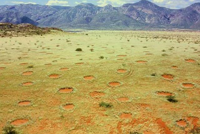 Fairy circles have brought countless scientists to the Namib desert
