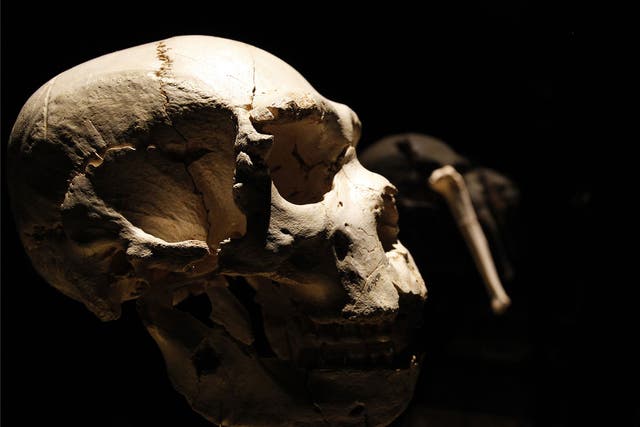 View of a skull of an adult Homo heidelbergensis, found in Sima de los Huesos