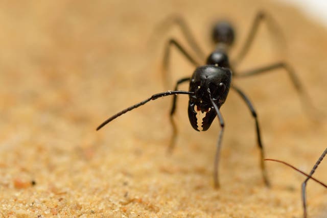 A giant ant scurries across an enclosure in Paris