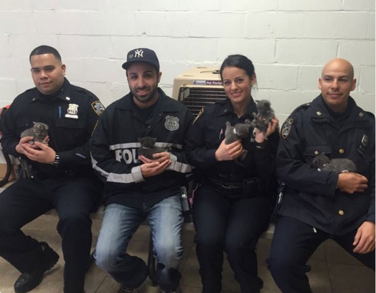 Seven kittens were rescued hours after someone threw the suitcase into a car park