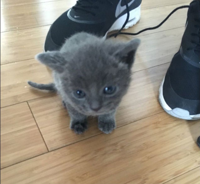 
One of the rescued kittens NYPD / Twitter 