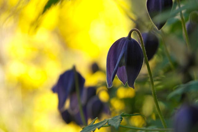 Clematis can transform a forsythia that has stopped flowering