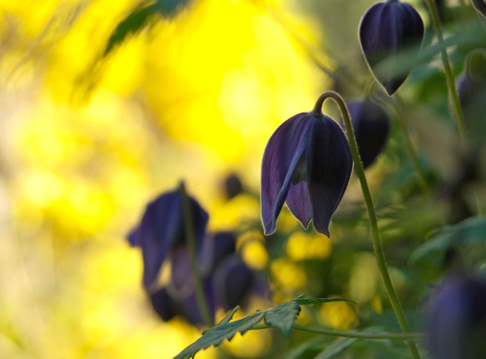 Clematis can transform a forsythia that has stopped flowering