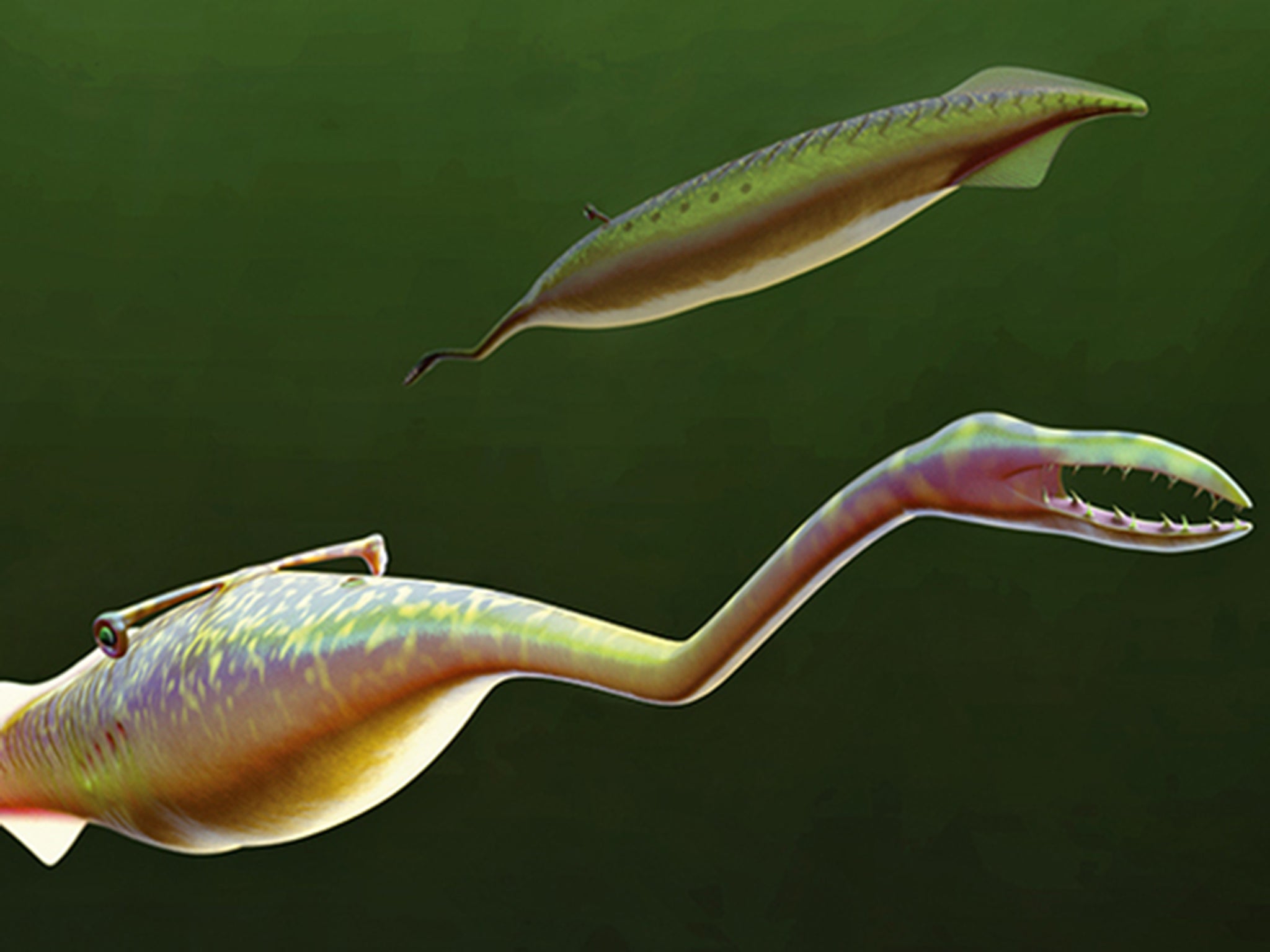 Tully Monster Scientists finally solve the mystery of the 300-million-year-old fossil The Independent The Independent pic