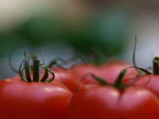 Read more

Tomatoes unfit for sale 'could be turned into source of green energy'