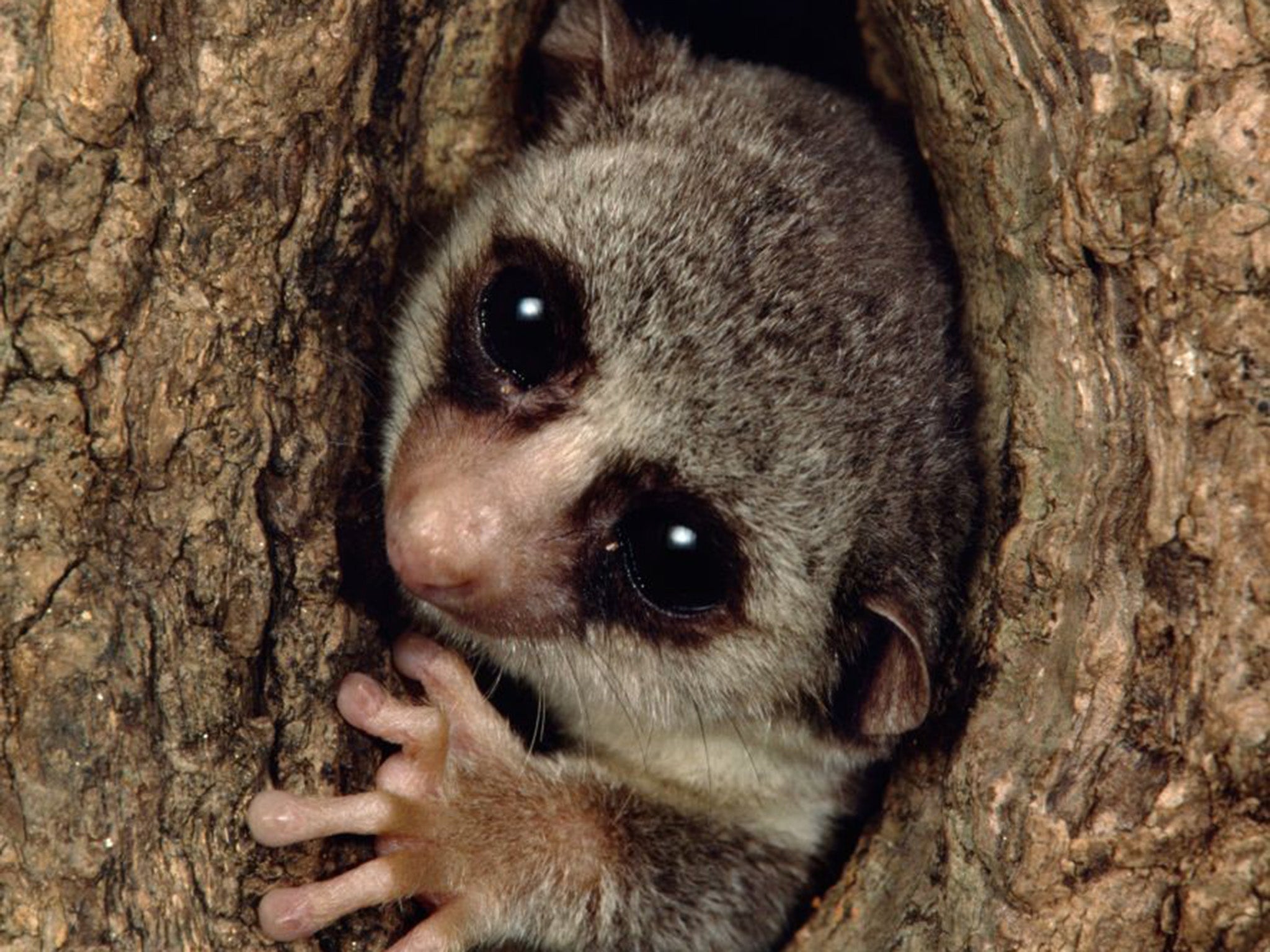 Nearly every species of lemur is under threat, including the fat-tailed dwarf lemur