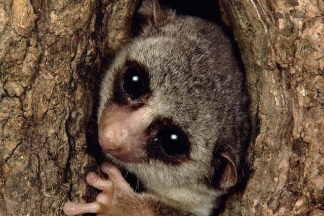 The Madagascan fat-tailed dwarf lemur’s hibernation skills could have implications for astronauts
