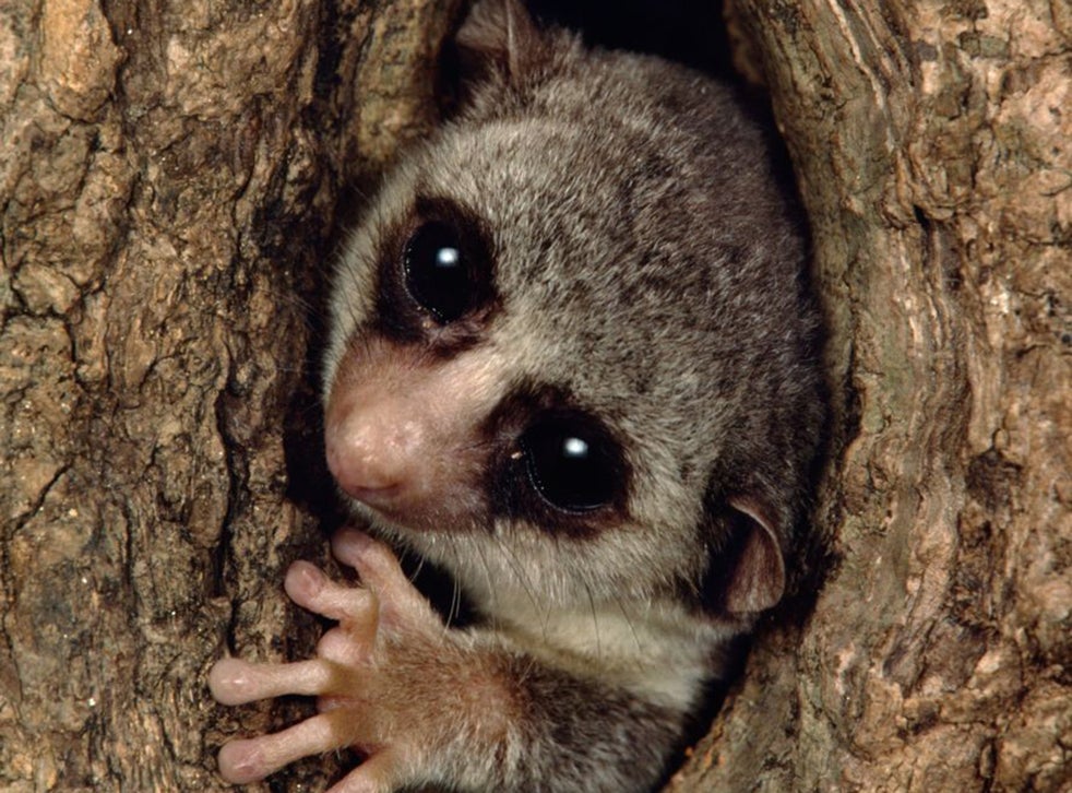 Madagascan Lemur could Hold Secret To Human Hibernation And Mankind s 