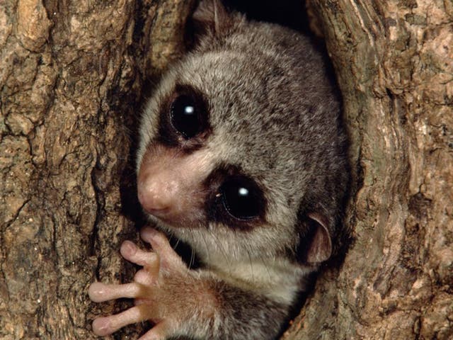 Nearly every species of lemur is under threat, including the fat-tailed dwarf lemur
