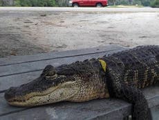Florida woman fights to keep 6-foot alligator Rambo as pet inside home