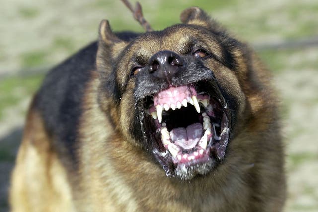 Factors that could see an offender dealt with under this section include the dog being: used as a weapon; a banned species; or trained to be aggressive