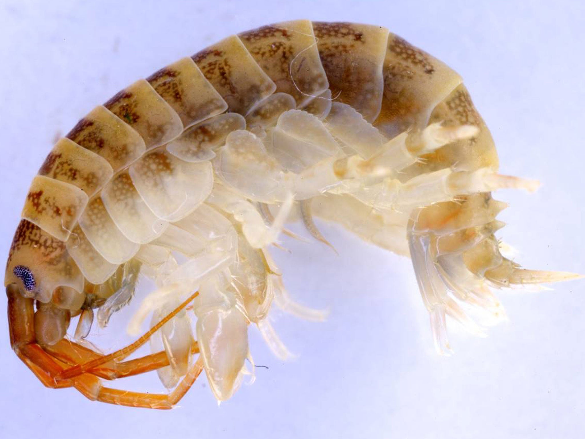 The snapping noise made by shrimps is used by many marine creatures to find food and shelter
