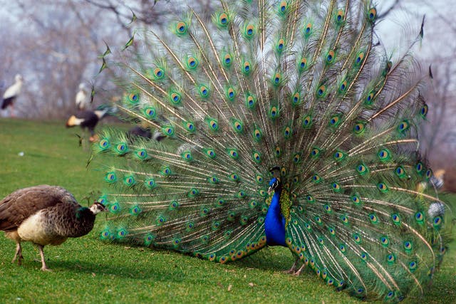 A peacock shows off to the relatively dowdy peahen