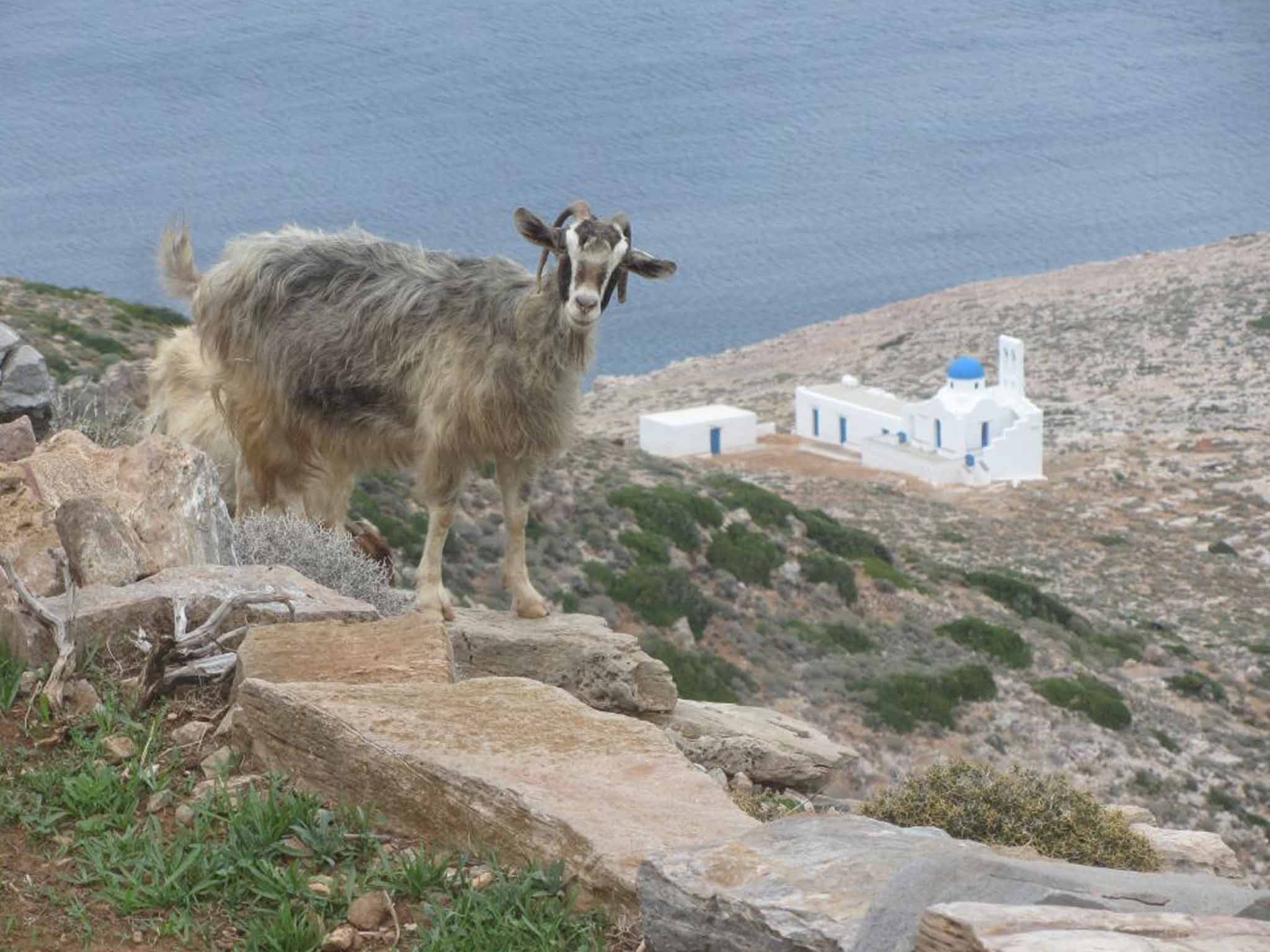 On the hoof: mountain goat, Sifnos