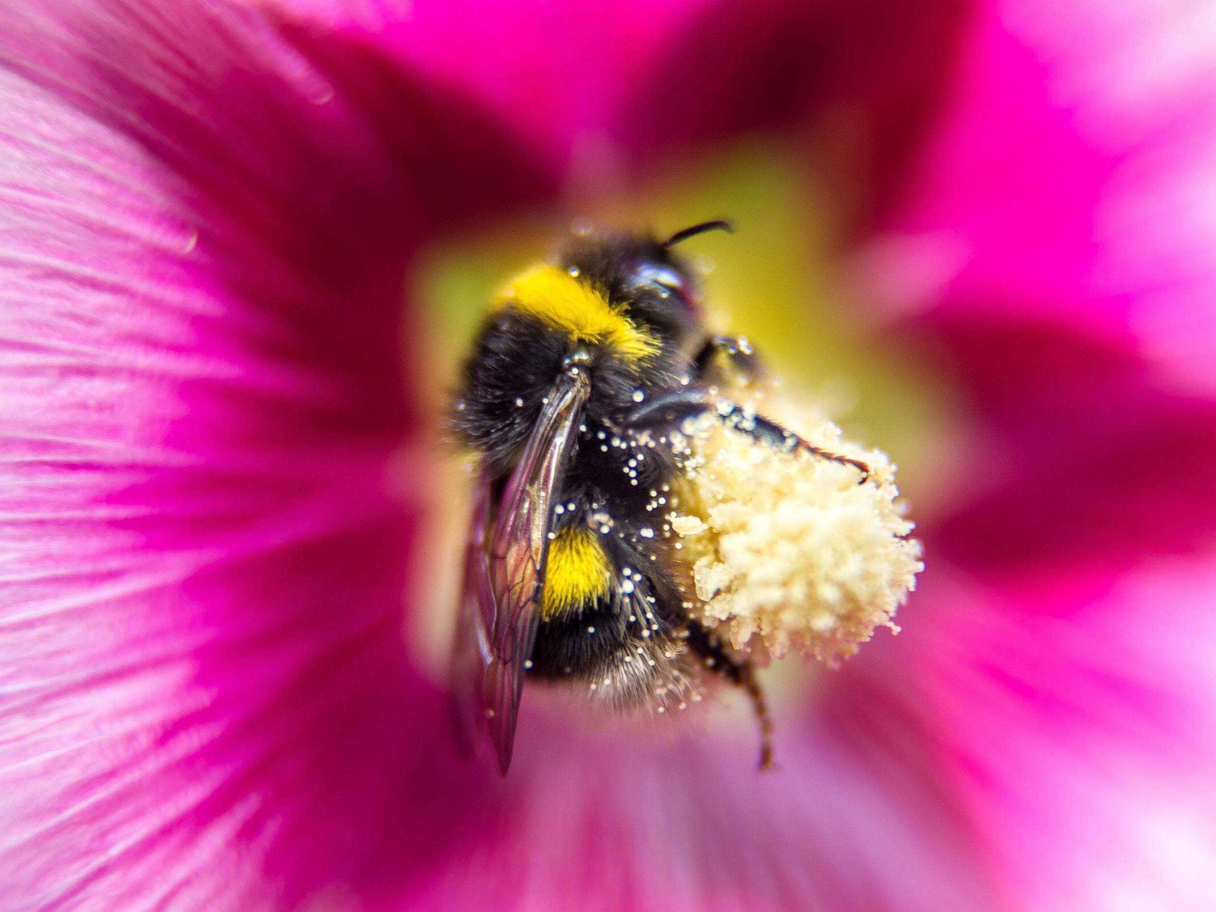 A pollen-covered bumblebee sits on a flower in northern France