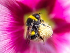 Bee decline could cause major global food production problems, expert claims