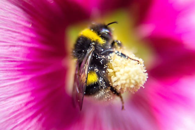A pollen-covered bumblebee sits on a flower in northern France
