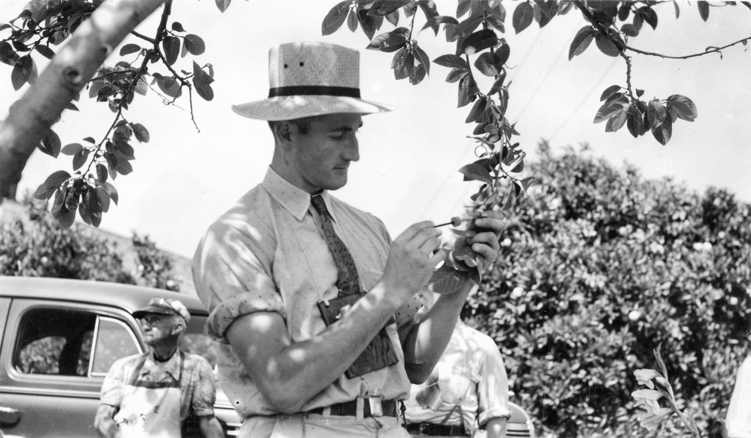A man pollinates a flower by hand in California in 1941. Farmers in some parts of the world have resorted to this method due to the decline of local bees.