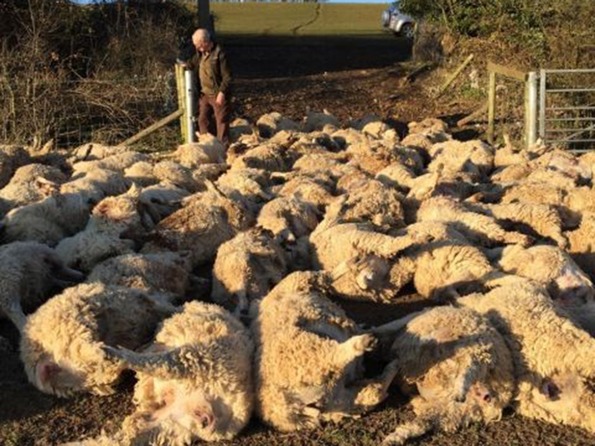 The aftermath of a suspected sheep worrying in West Sussex