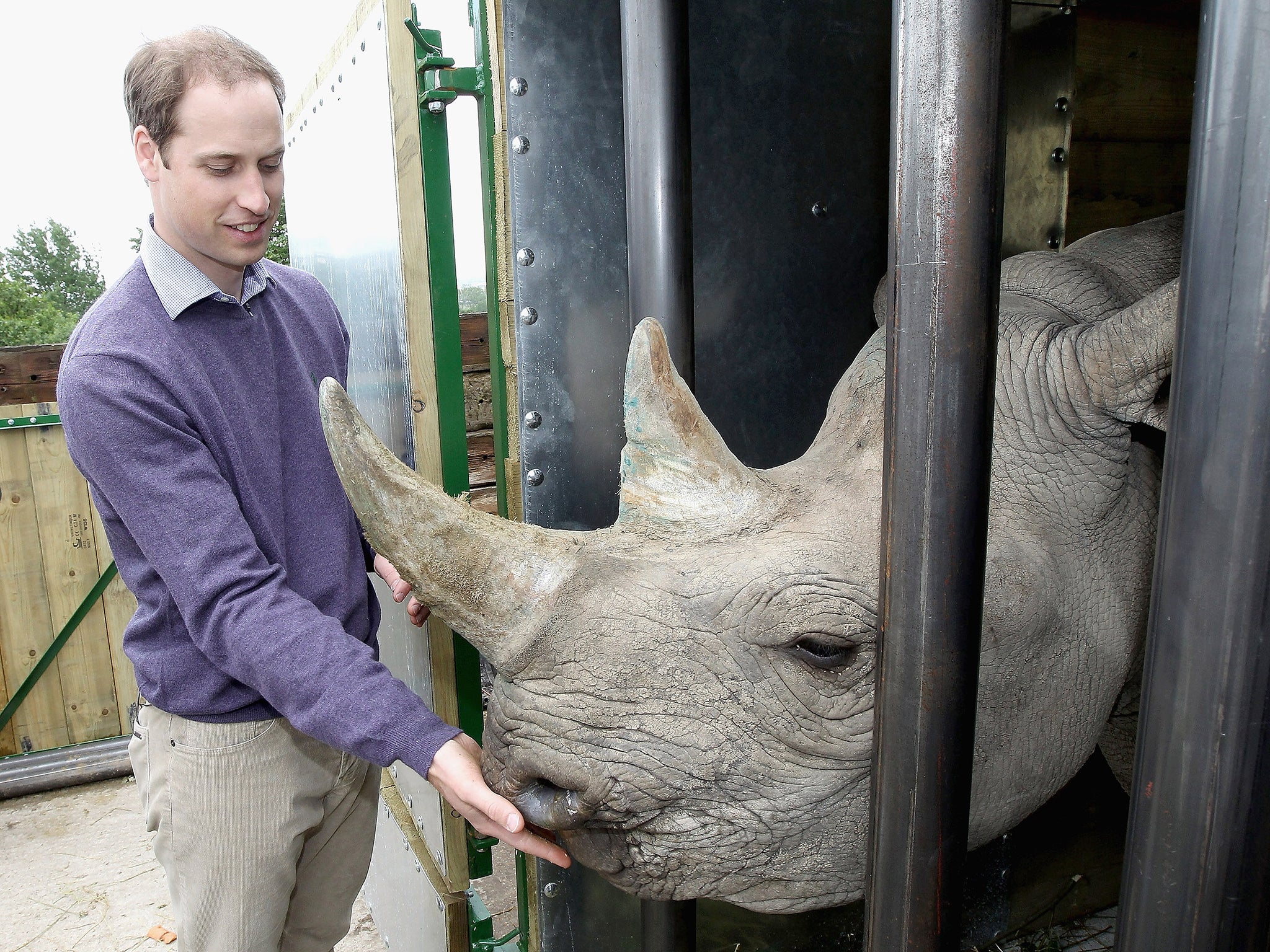 Britain's Prince William, Duke of Cambridge, feeds a 5-year-old black rhino called Zawadi
