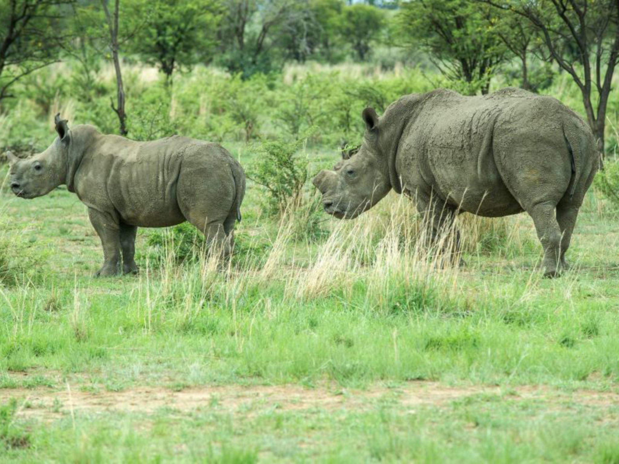 Dehorned rhinos roam at Rhino Ranch in Klerksdorp, South Africa