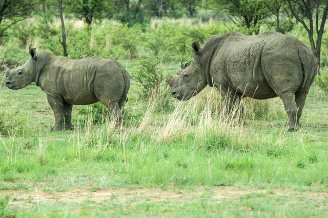 Dehorned rhinos roam at Rhino Ranch in Klerksdorp, South Africa