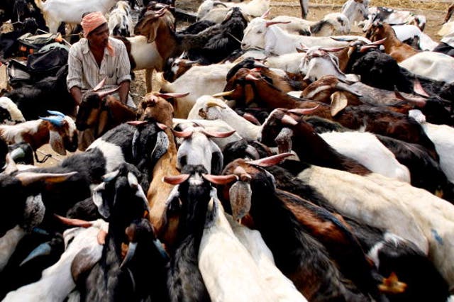 The victims had reportedly been on their way to a cattle market with eight cows when they were attacked (file photo)