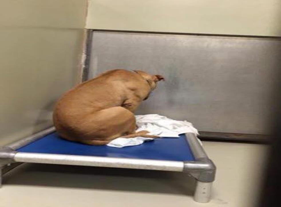 Dog So Depressed After Failed Adoption He Just Stares At The Wall The 