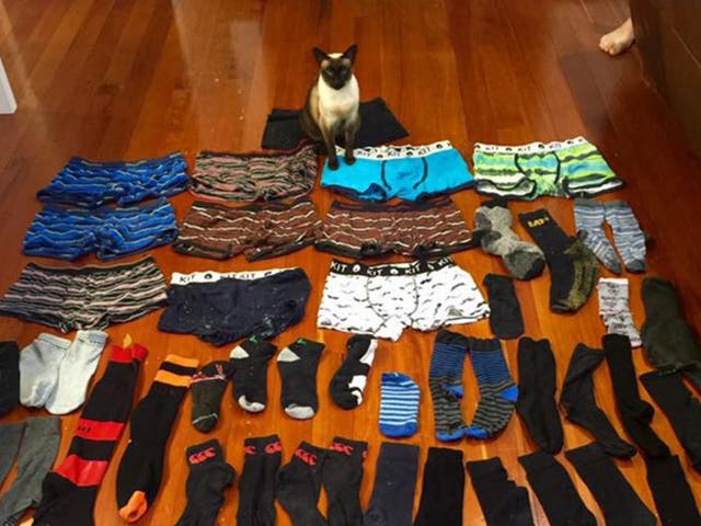 Brigit has stolen 11 pairs of underwear and 50 pairs of socks in the past two months