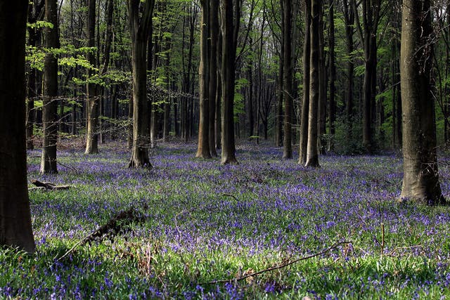 Bluebells start to bloom in the spring sunshine in West Woods near Marlborough, Wiltshire