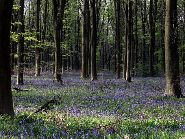 Bluebells start to bloom in the spring sunshine in West Woods near Marlborough, Wiltshire