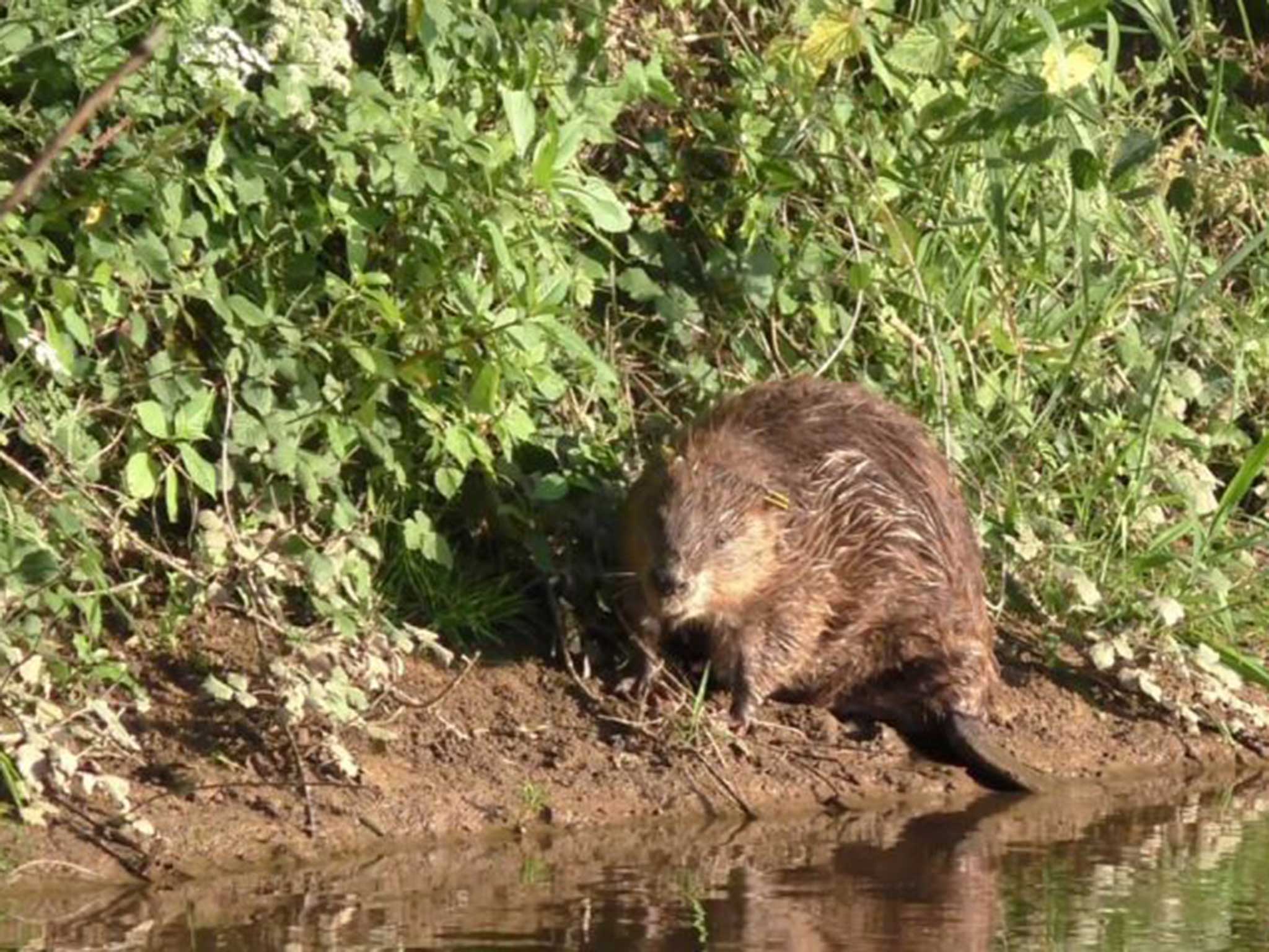 A beaver on the banks of the River Otter in Devon