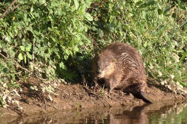 A beaver on the banks of the River Otter in Devon