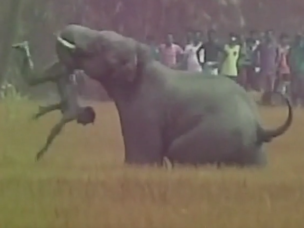 Индия нападения. Нападение животных на людей. Слоны нападают на людей.