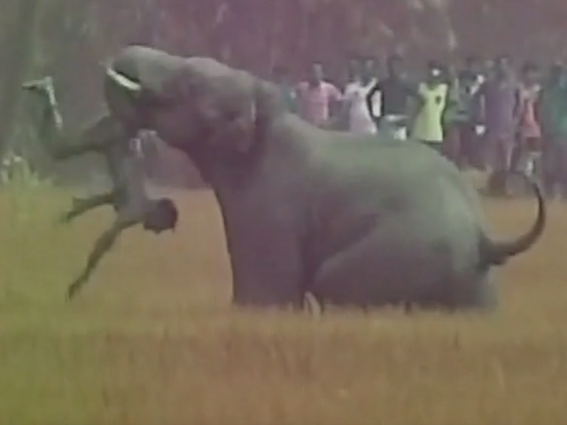 An elephant picked up one of the men and threw him with his trunk