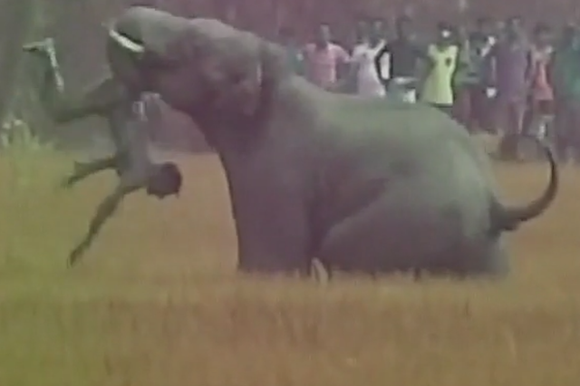 An elephant picked up one of the men and threw him with his trunk