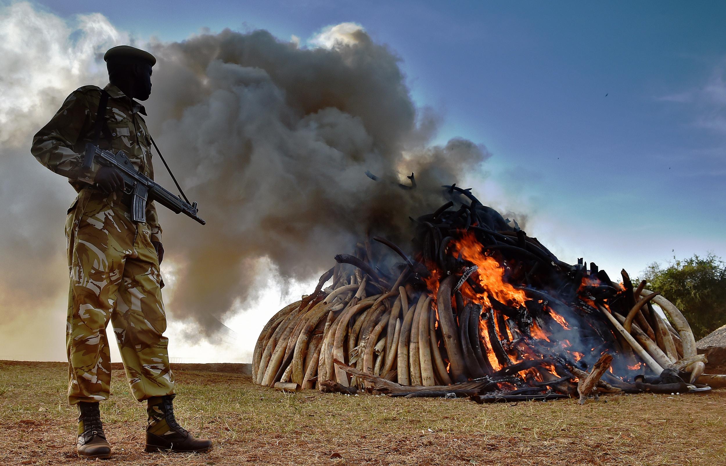 A Kenya Wildlife Services officer stands near a burning pile of 15 tonnes of elephant ivory seized at Nairobi National Park last year
