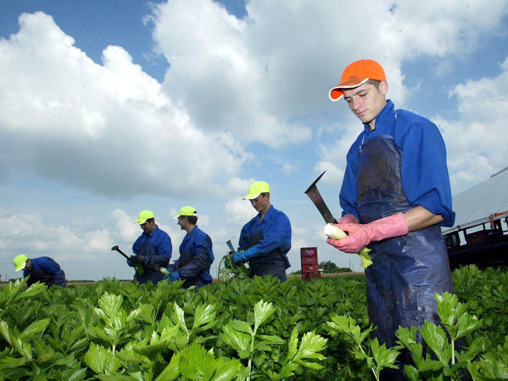 Migrant workers on a farm in Cambridgeshire