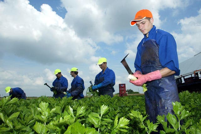 Migrant workers on a farm in Cambridgeshire