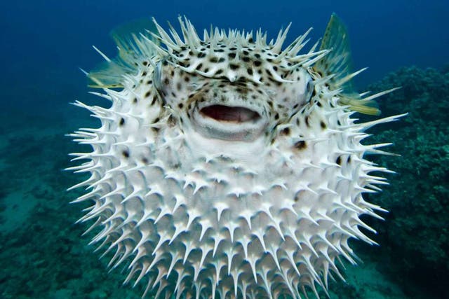 Light bites: Puffer fish can now breathe a sigh of relief