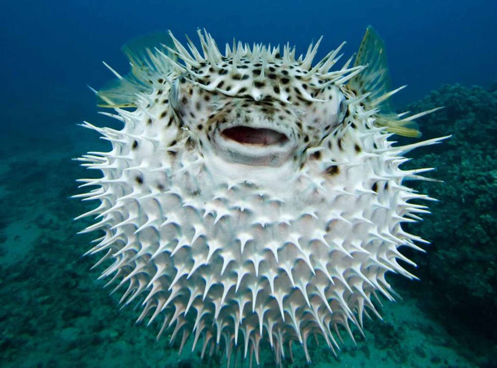 Light bites: Puffer fish can now breathe a sigh of relief