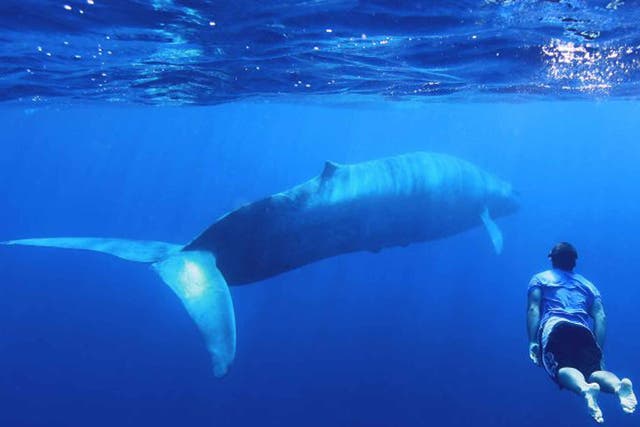 Into the blue: swim with the world’s largest mammal in Sri Lanka