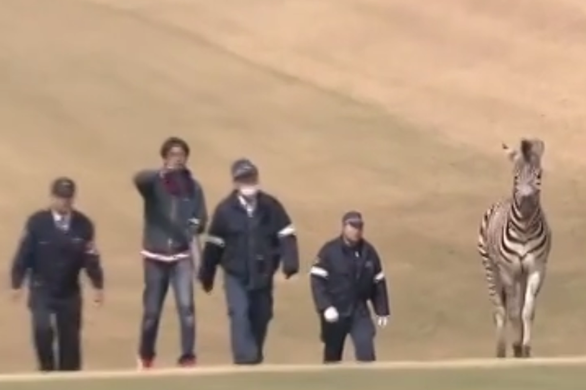 Runaway zebra drowns in Japanese golf course lake after 12-man pursuit