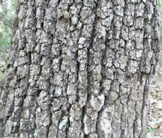 Can you spot the deadly venomous snake on this tree?