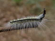 Caterpillar with 'skull helmet' uses it against predators, study finds