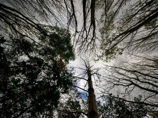 Bark life: ash trees, with ‘those sticky black buds in spring that look like hands beckoning to you’