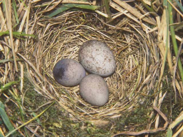 A Cuckoo egg (top) in a Meadow Pipit nest