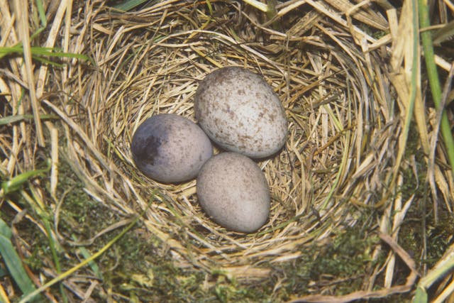 A Cuckoo egg (top) in a Meadow Pipit nest